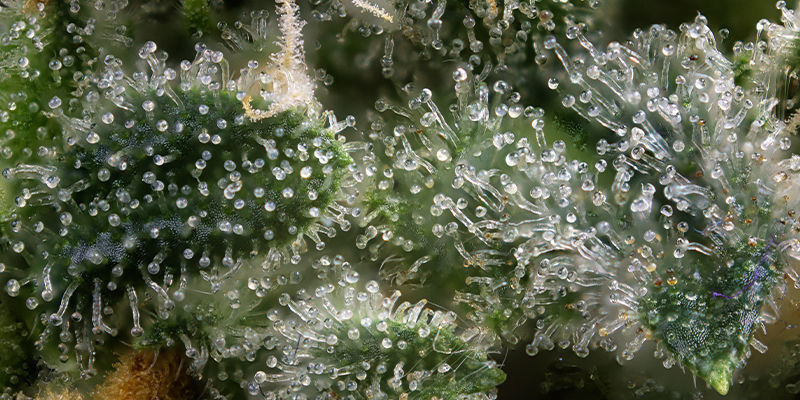 Kannabis biohakkeroinnin työkaluna Kannabis biohakkeroinnin työkaluna