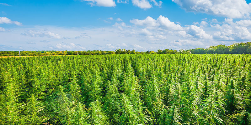 Kannabismatkailu: uusi rajapyykki Kannabismatkailu: uusi rajapyykki