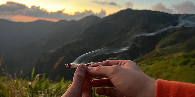Opetuksellinen kannabismatkailu Opetuksellinen kannabismatkailu
