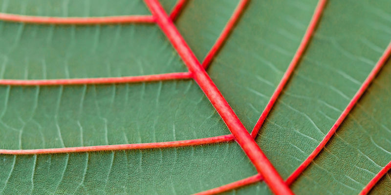 Kuinka monta kratom-väriä on olemassa? Kuinka monta kratom-väriä on olemassa?