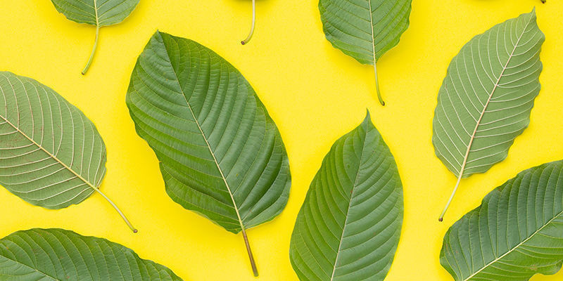 Onko kulta- tai keltainen kratom aitoa? Onko kulta- tai keltainen kratom aitoa?