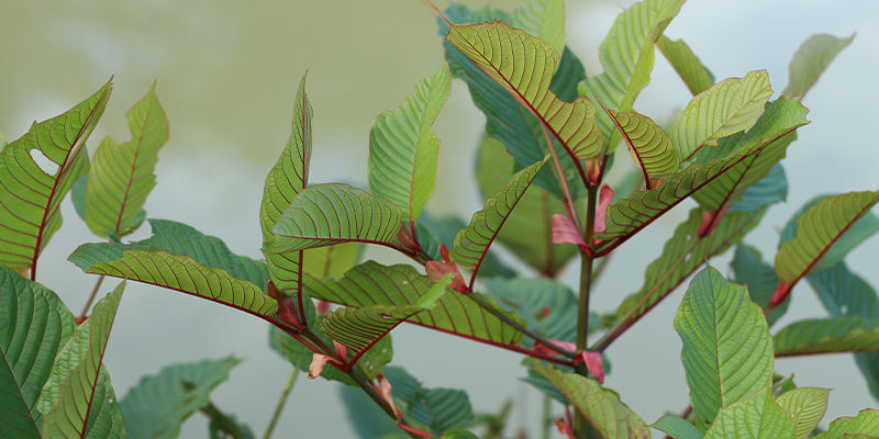 Punasuoninen kratom Punasuoninen kratom