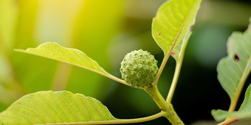 Valkosuoni-kratom Valkosuoni-kratom