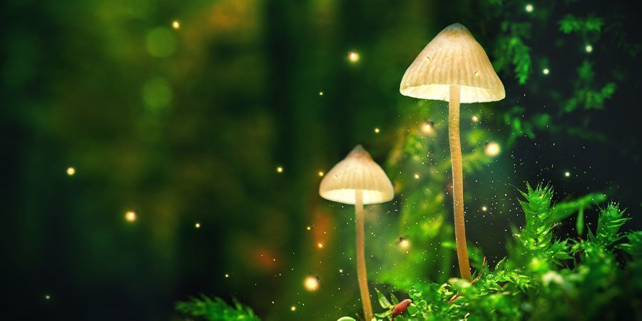 Kasvupaikan valinta Kasvupaikan valinta