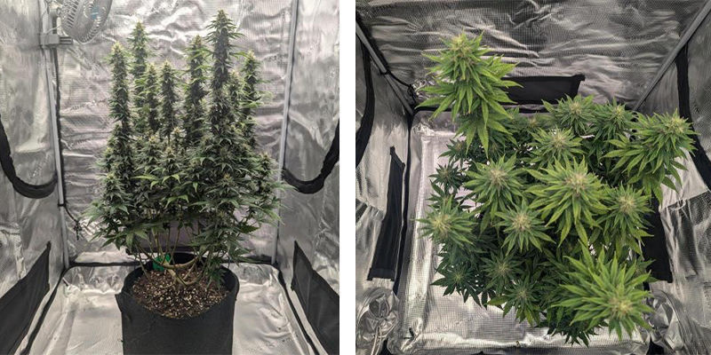 Oikean kasvatusteltan valinta kannabikselle Oikean kasvatusteltan valinta kannabikselle
