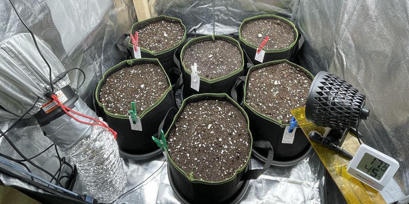 Kannabiksen kasvatuksen miinukset kasvatusteltassa Kannabiksen kasvatuksen miinukset kasvatusteltassa