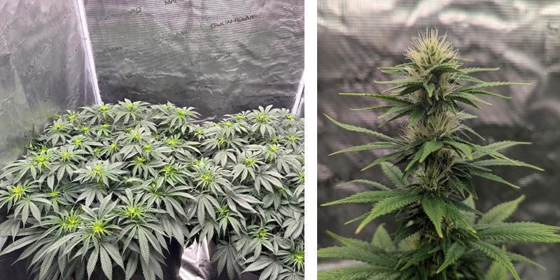 Kannabiksen kasvatus kasvatusteltassa: erittäin suositeltavaa Kannabiksen kasvatus kasvatusteltassa: erittäin suositeltavaa