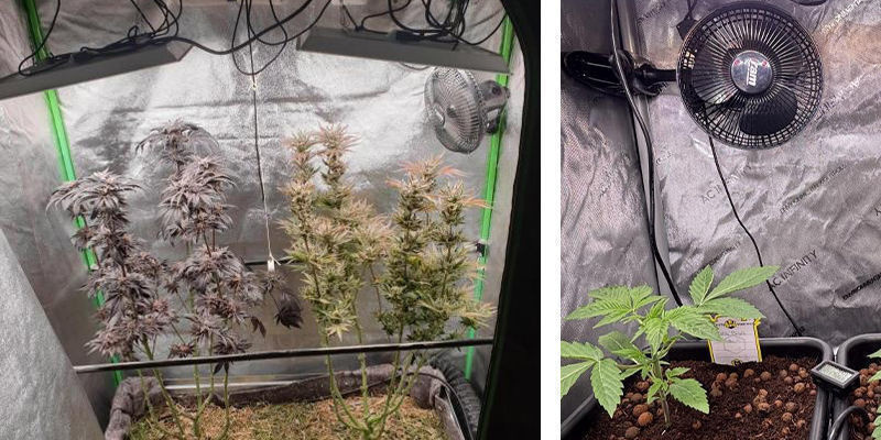 Ilmanvaihto ja ilmankierto kannabiksen kasvatusteltassa Ilmanvaihto ja ilmankierto kannabiksen kasvatusteltassa
