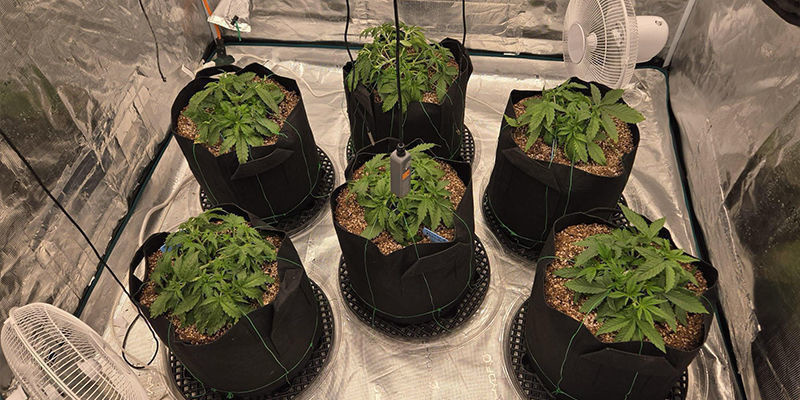 Mikä on kannabiksen kasvatusteltta ja miksi sitä kannattaa käyttää? Mikä on kannabiksen kasvatusteltta ja miksi sitä kannattaa käyttää?