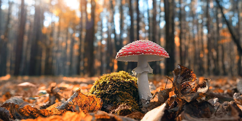Amanita muscaria (kärpässieni) Amanita muscaria (fly agaric)