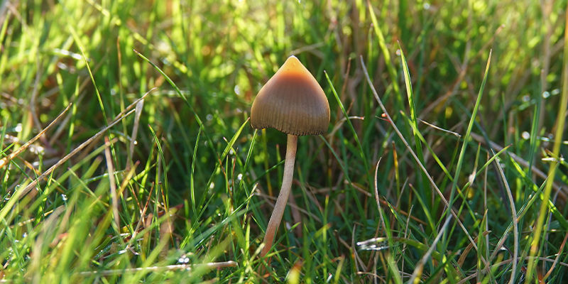 Psilocybe semilanceata (liberty cap) Psilocybe semilanceata (liberty cap)