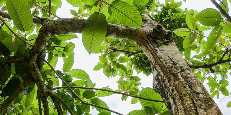 Tutustu kratom-lajiin Tutustu kratom-lajiin
