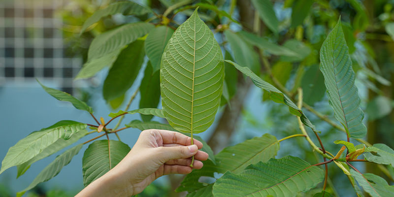 Mitä katunimiä kratomin käytöstä käytetään? Mitä katunimiä kratomin käytöstä käytetään?