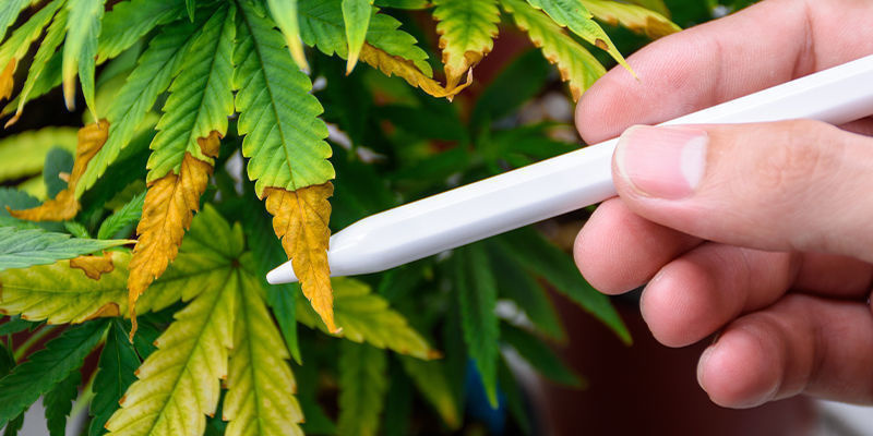 AI kannabiksen tuholaistorjunnassa AI in cannabis pest control
