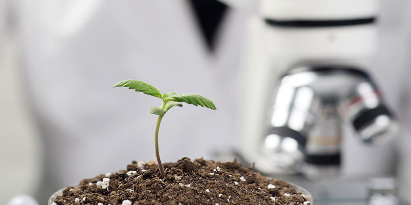 Kannabislajikkeiden kehitys tekoälyn avulla AI in cannabis strain development