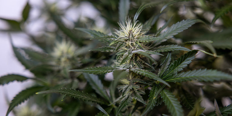 Tekoäly kannabisjohdannaisten (kuten tiivisteiden ja syötävien) valmistuksessa Tekoäly kannabisjohdannaisten (kuten tiivisteiden ja syötävien) valmistuksessa