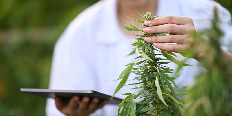 Kannabiksen vähittäismyynnin tehostaminen tekoälyn avulla Kannabiksen vähittäismyynnin tehostaminen tekoälyn avulla