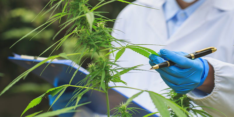 Tekoälyn tulevaisuuden vaikutukset kannabisteollisuuteen Tekoälyn tulevaisuuden vaikutukset kannabisteollisuuteen