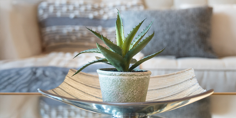 Aloe vera (Aloe spp.) Aloe vera (Aloe spp.)