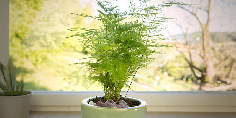 Parsa saniainen (Asparagus plumosus Nanus)