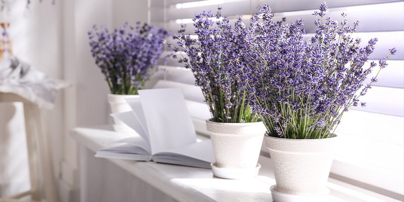 Laventeli (Lavandula angustifolia) Lavender (Lavandula angustifolia)