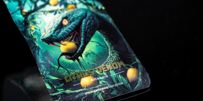 Rank 2: Citrus Venom Automatic (Zamnesia Seeds) Rank 2: Citrus Venom Automatic (Zamnesia Seeds)