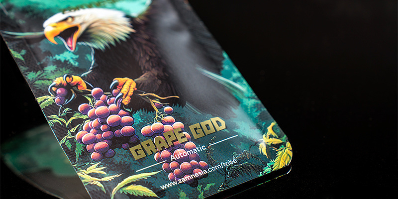 Sija 5: Grape God Automatic (Zamnesia Seeds) Sija 5: Grape God Automatic (Zamnesia Seeds)