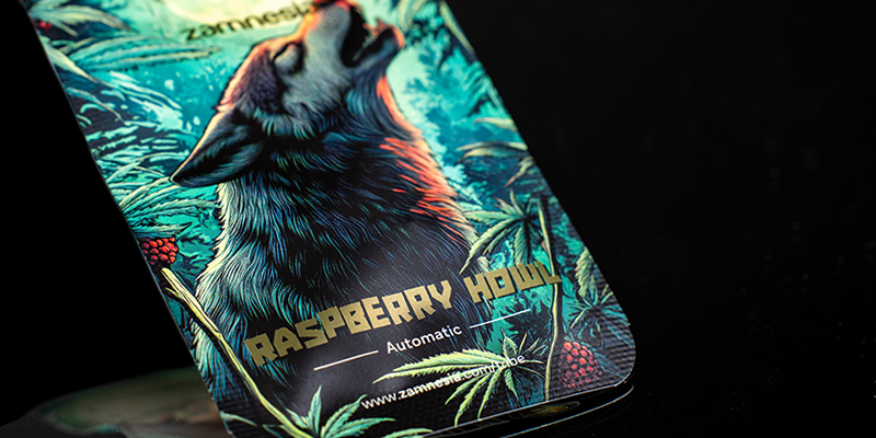 Sija 3: Raspberry Howl Automatic (Zamnesia Seeds) Sija 3: Raspberry Howl Automatic (Zamnesia Seeds)