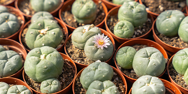 Miltä peyote näyttää? Miltä peyote näyttää?