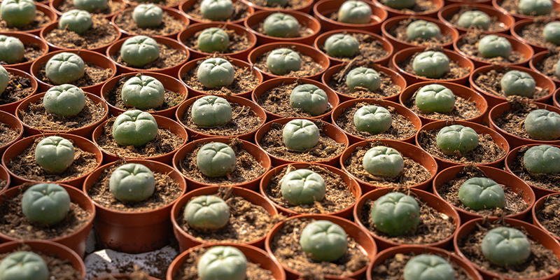 Mikä on peyote? Mikä on peyote?