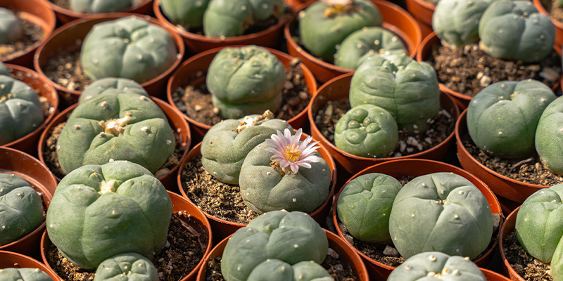 Rituaaleista nykypäivään: peyote modernissa maailmassa Rituaaleista nykypäivään: peyote modernissa maailmassa