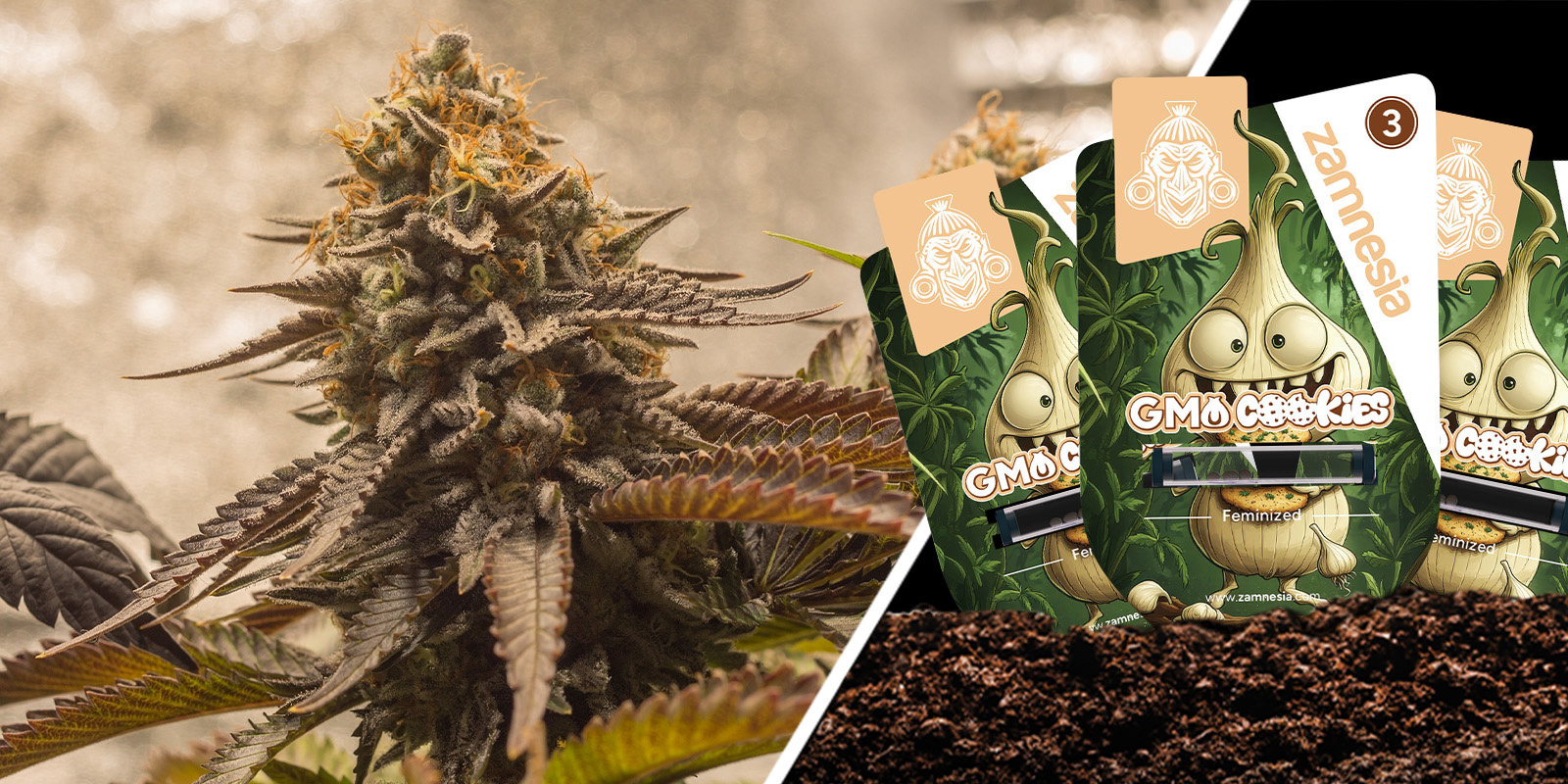 GMO Cookies: Äänekkään vahva ja unohtumattoman funkya GMO Cookies: Äänekkään vahva ja unohtumattoman funkya
