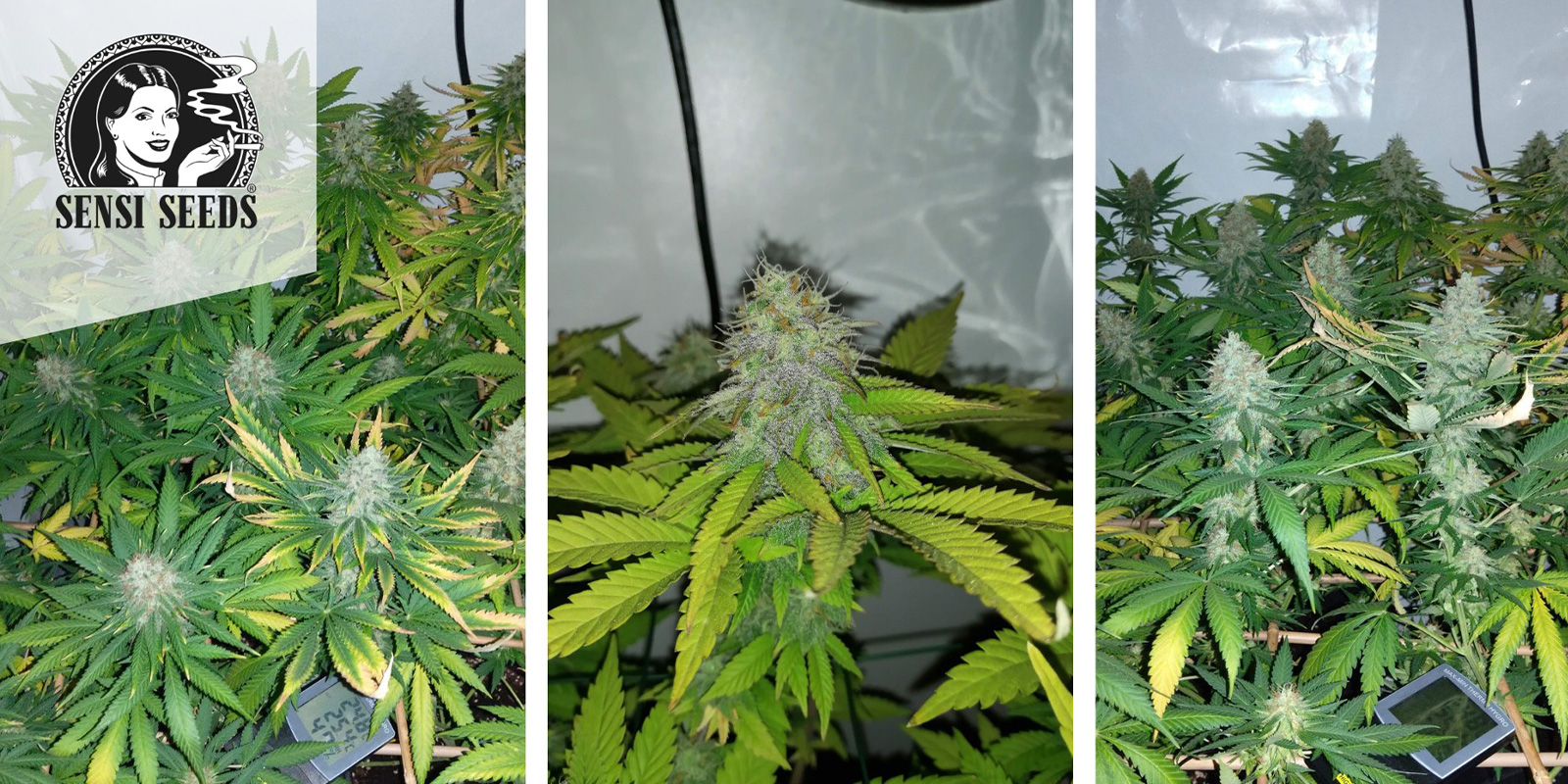 Early Skunk (Sensi Seeds) feminized Early Skunk (Sensi Seeds) feminized