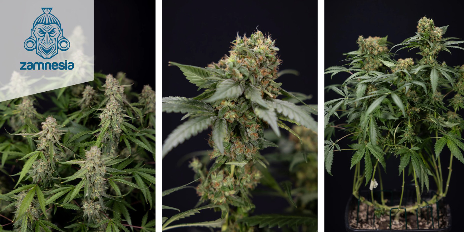 Green Crack F1 Hybrid Automatic (Zamnesia Seeds) feminisoidut Green Crack F1 Hybrid Automatic (Zamnesia Seeds) feminized
