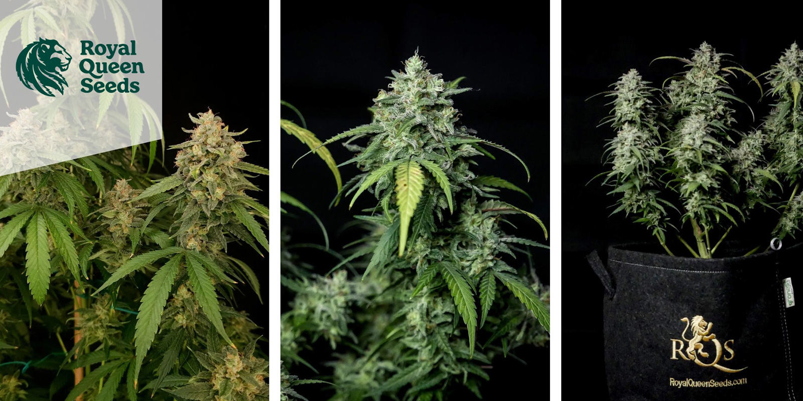 Special Queen 1 (Royal Queen Seeds) feminisoidut Special Queen 1 (Royal Queen Seeds) feminized