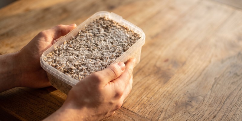 Step-by-Step: Growing With a Magic Mushroom Grow Kit (Classic)