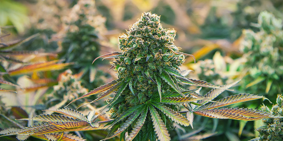 Kannabislajikkeet, jotka sisältävät beetakaryofylleeniä Kannabislajikkeet, jotka sisältävät beetakaryofylleeniä