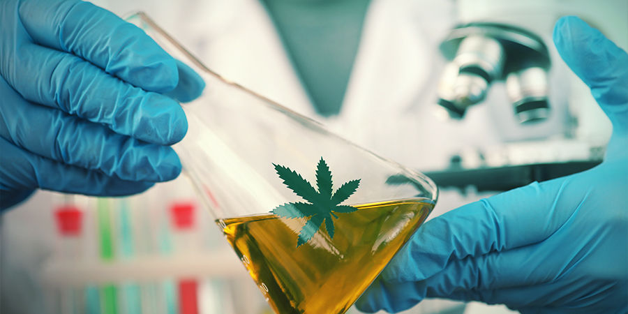 Autot vain paranevat Autoflowering cannabis strains Continue to Get Better