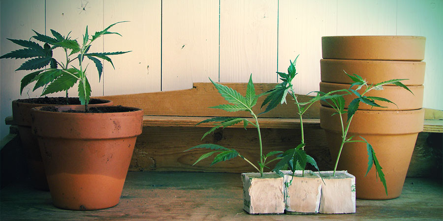 Autoflower-lajikkeet sopivat sekä sisä- että ulkokasvatukseen Autoflower-lajikkeet sopivat sekä sisä- että ulkokasvatukseen