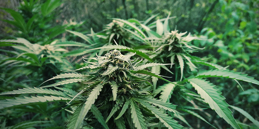 Autoflowerien kasvattaminen ei maksa paljoa Autoflower-kannabiksen kasvattaminen ei maksa paljoa