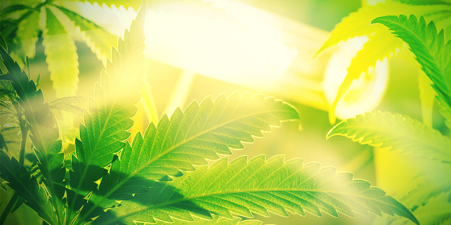 Autot eivät ole herkkiä hajavalolle Autoflowering strains Aren’t Susceptible to Ambient Light