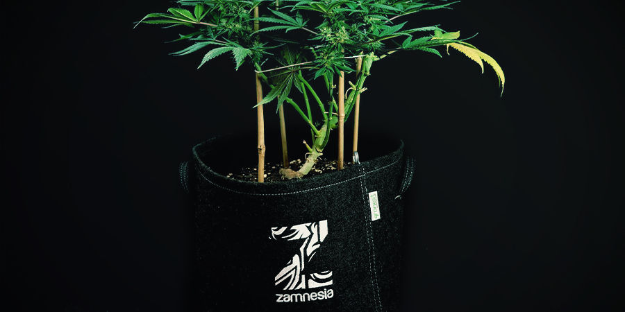 Autoflower-kannabiskasveja ei tarvitse uudelleenistuttaa
