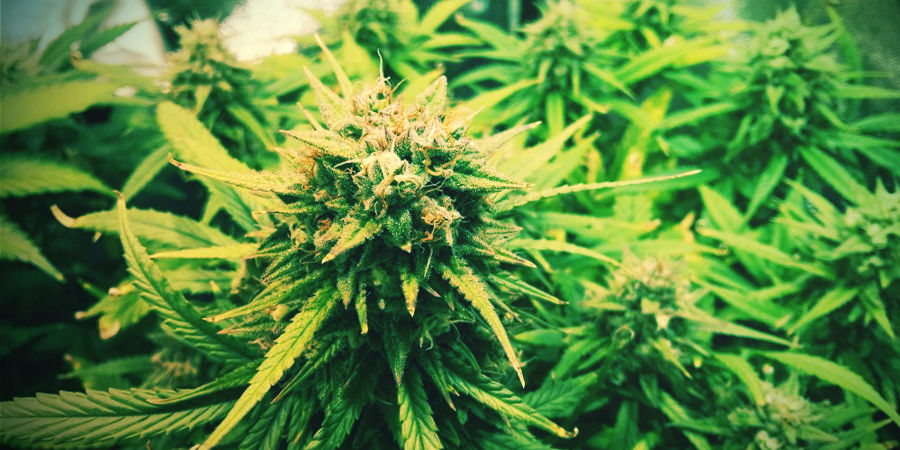 Autoflower kannabiksen siemenet alkuun pääsemiseen Autoflower kannabiksen siemenet alkuun pääsemiseen