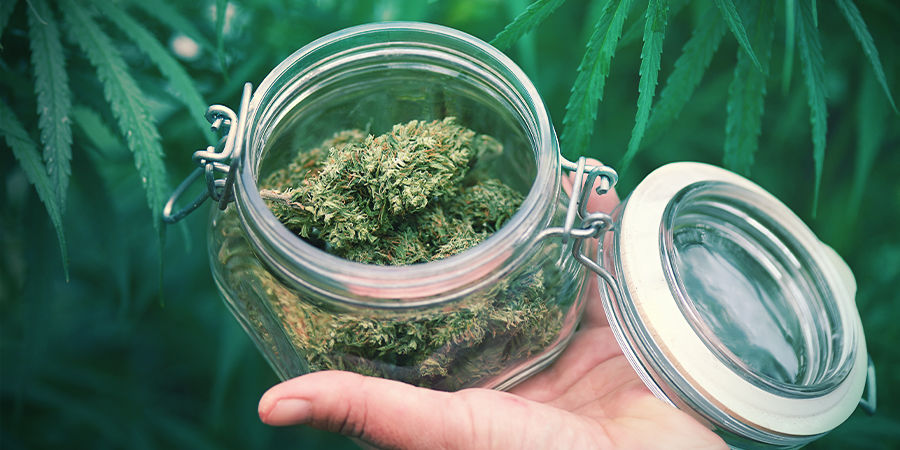 Mitä muuta sinun pitäisi tietää autoista? Mitä muuta sinun pitäisi tietää Autoflower-kannabislajikkeista?