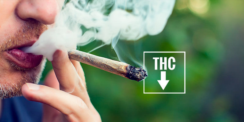 Kuinka ehkäistä kannabiksen aiheuttamaa silmien punoitusta Kuinka ehkäistä kannabiksen aiheuttamaa silmien punoitusta