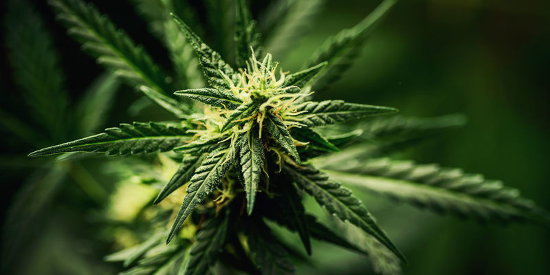Parhaat kannabislajikkeet nauramiseen Parhaat kannabislajikkeet nauramiseen