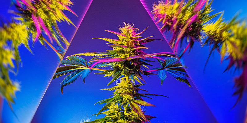 Tuovatko syötävät kannabiksesta esiin sen aidon psykedeelisen luonteen? Do Edibles Bring Out Cannabis’ True Psychedelic Nature?