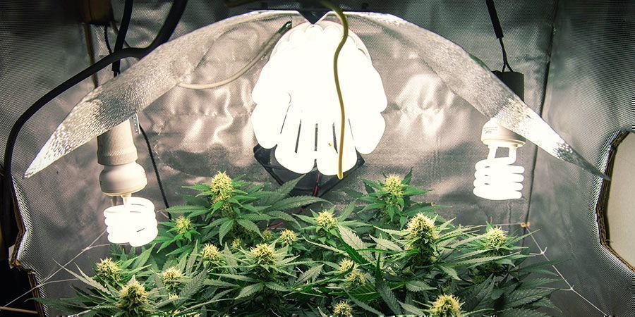 CFL / T5 -valot CFL / T5 -valot – kannabiskasvit
