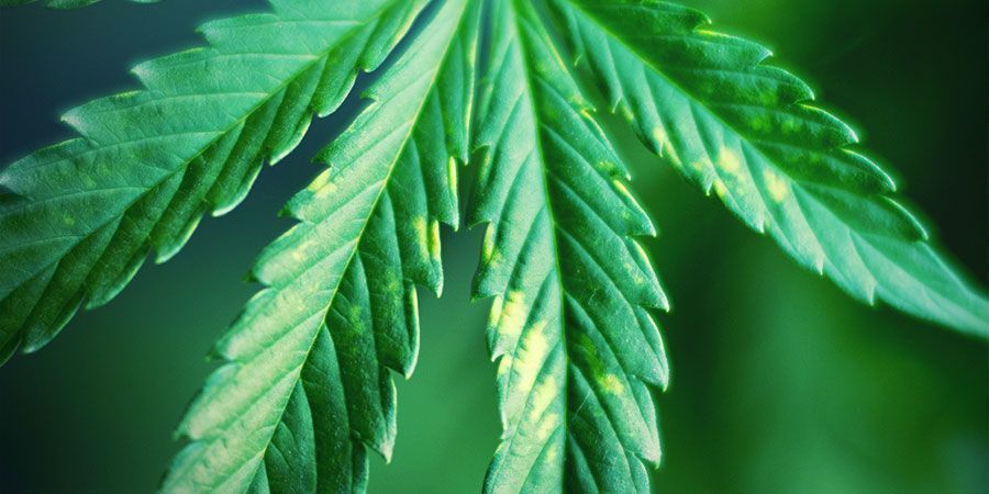 Tarkkaile jatkuvasti valostressin merkkejä Tarkkaile jatkuvasti valostressin merkkejä – kannabiskasvit