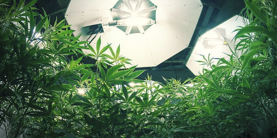 HID-valot HID-valot – kannabiskasvit